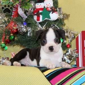 Noel, Boston Terrier Puppy